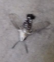 Cephonodes hylas
