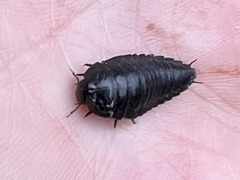 Necrophila americana