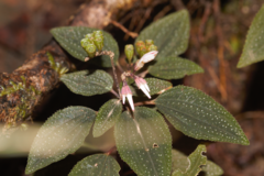 Macrocentrum cristatum