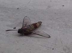 Cephonodes hylas