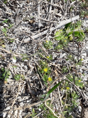 Ceratocephala testiculata