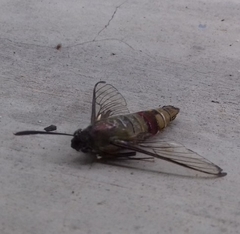 Cephonodes hylas