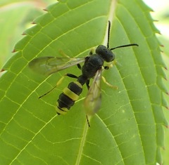 Cerceris rybyensis
