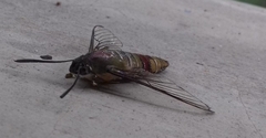 Cephonodes hylas