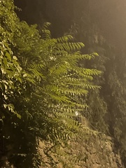 Ailanthus altissima