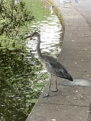 Ardea cinerea