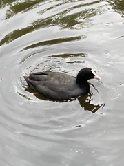 Fulica atra