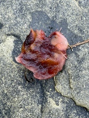 Cnemidocarpa