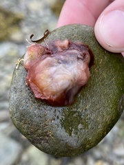 Cnemidocarpa