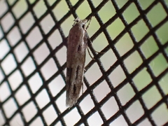 Mompha brevivittella