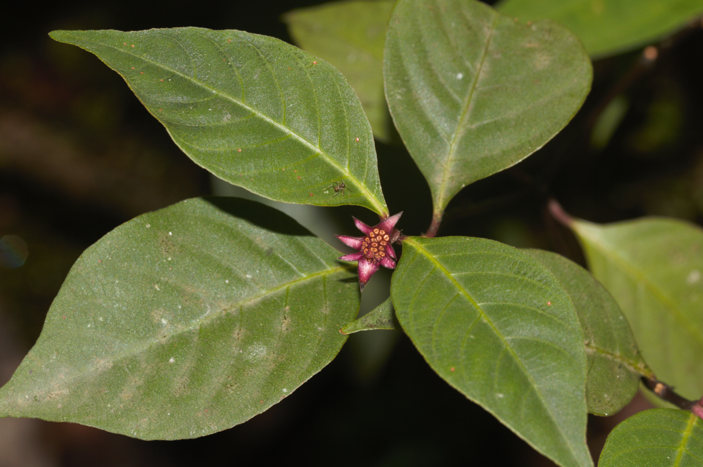Image of Palicourea hoffmannseggiana by (c) Guillaume Delaitre, some rights reserved (CC BY)