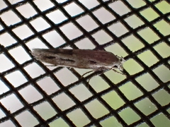 Mompha brevivittella