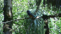 Trogon viridis