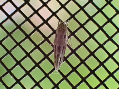 Mompha brevivittella