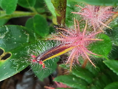 Columnea minor