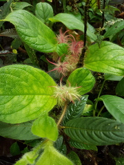 Columnea minor