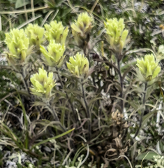 Castilleja hyperborea