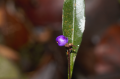 Palicourea tenerior