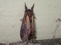 Notodonta scitipennis