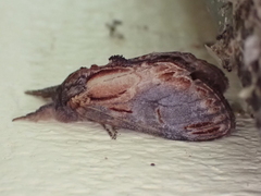 Notodonta scitipennis