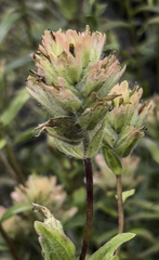 Castilleja unalaschcensis