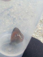 Coenonympha gardetta