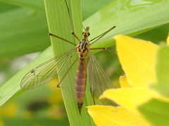 Nephrotoma cornicina