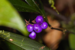 Palicourea tenerior