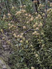 Castilleja unalaschcensis