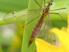 Nephrotoma cornicina
