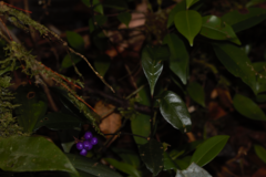 Palicourea tenerior