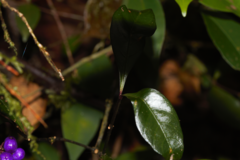 Palicourea tenerior