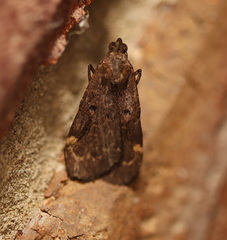 Hydrillodes funestalis