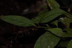 Palicourea tenerior