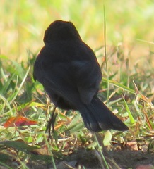Melaenornis pammelaina ater