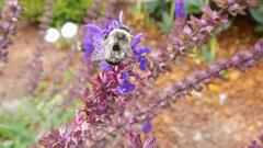 Anthophora bomboides bomboides
