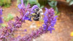 Anthophora bomboides bomboides