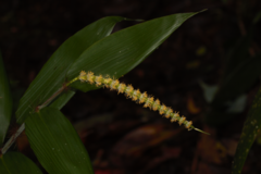 Pariana campestris