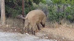 Sus scrofa