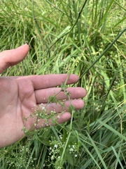 Galium anglicum