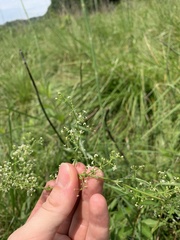 Galium anglicum