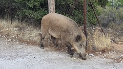 Sus scrofa