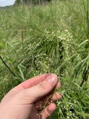 Galium anglicum