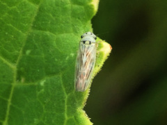 Macrosteles septemnotatus
