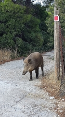 Sus scrofa