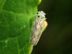 Macrosteles septemnotatus