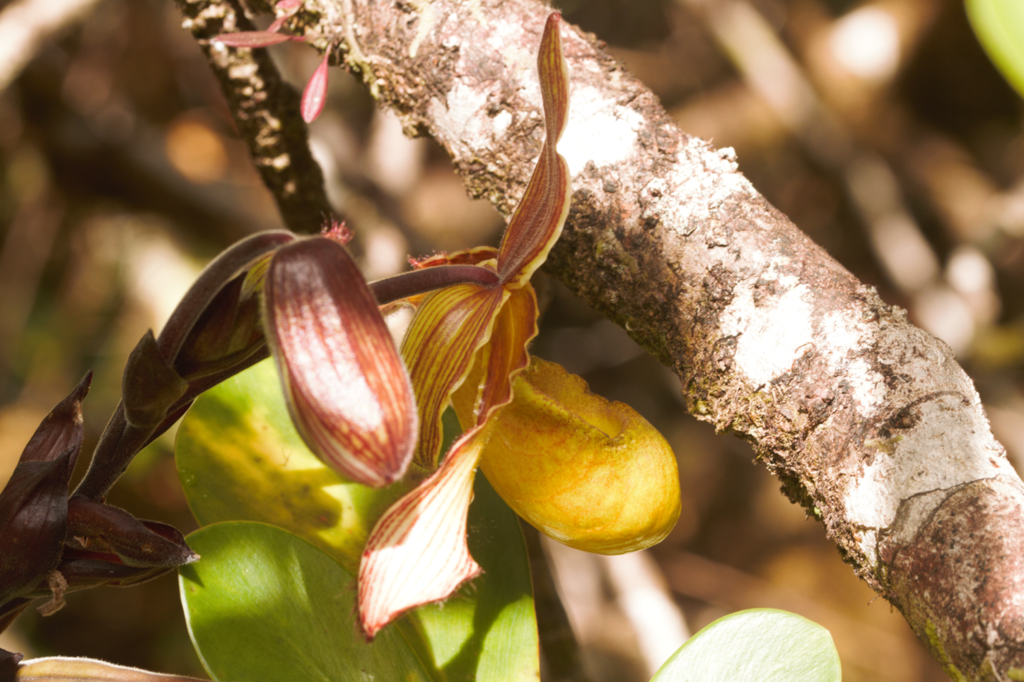 Phragmipedium lindleyanum; photograph (c) Guillaume Delaitre, some rights reserved (CC BY)
