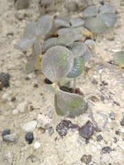 Adesmia trifoliolata