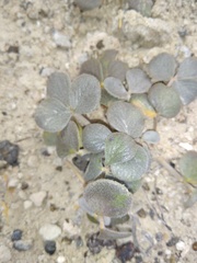 Adesmia trifoliolata