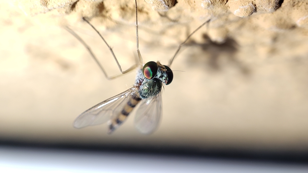Sciapus heteropygus